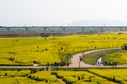 4월의 봄, 힐링 크로젝트 - 제8회 부산낙동강 유채꽃 축제